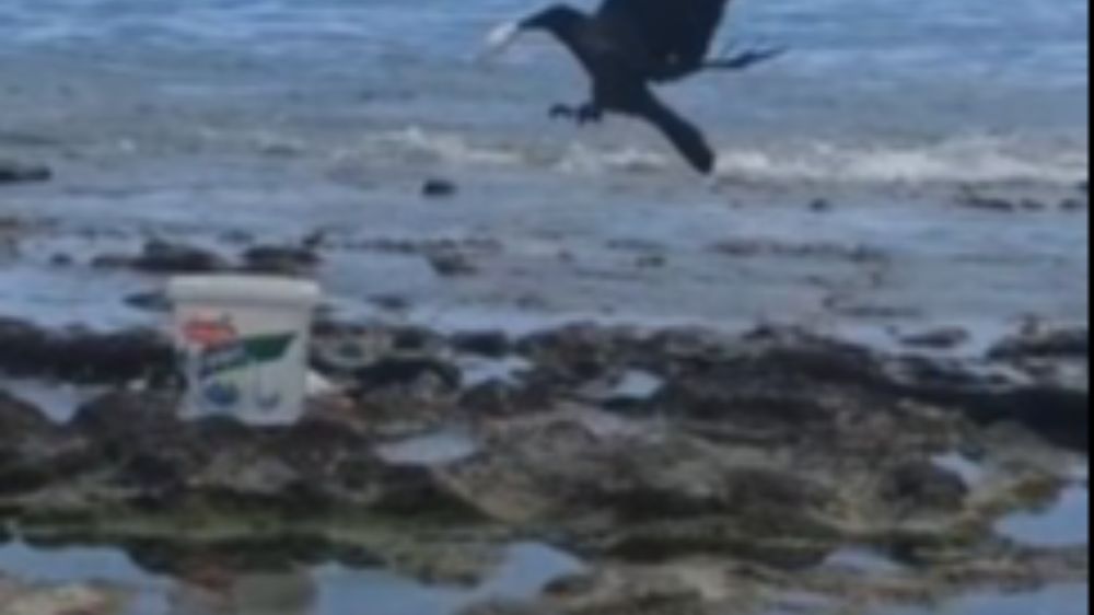 Hırsız karganın 'balık' ziyafeti güldürdü