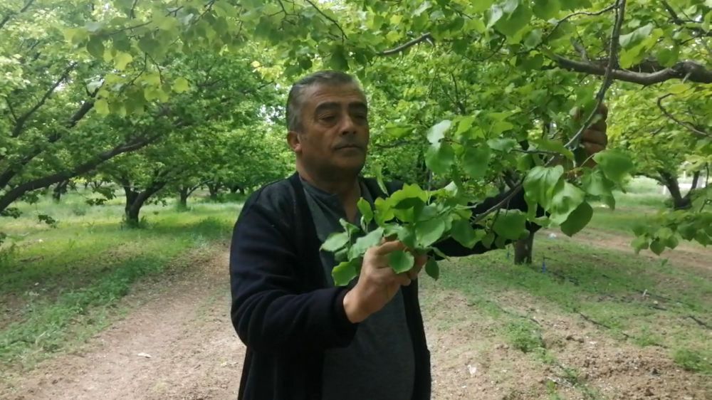 Isparta'da don kayısı üreticilerini zarara uğrattı