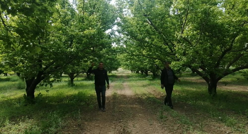Isparta'da don kayısı üreticilerini zarara uğrattı