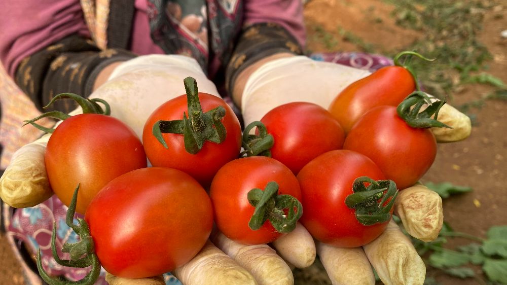 Tarım Antalya'yı ihracatta sırtladı: Yaş meyve sebzede yüzde 17,7 artış