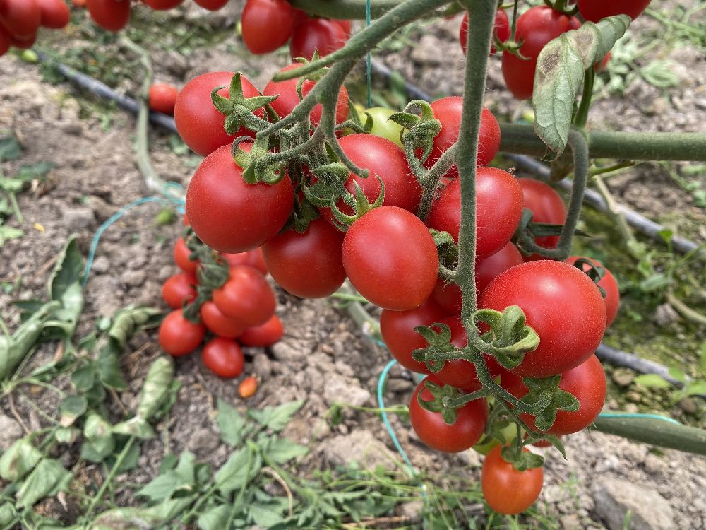 Tarım Antalya'yı ihracatta sırtladı: Yaş meyve sebzede yüzde 17,7 artış