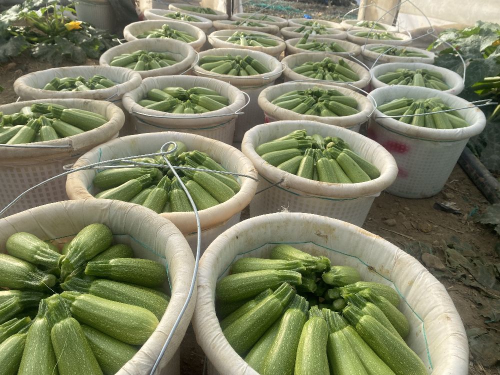 Tarım Antalya'yı ihracatta sırtladı: Yaş meyve sebzede yüzde 17,7 artış