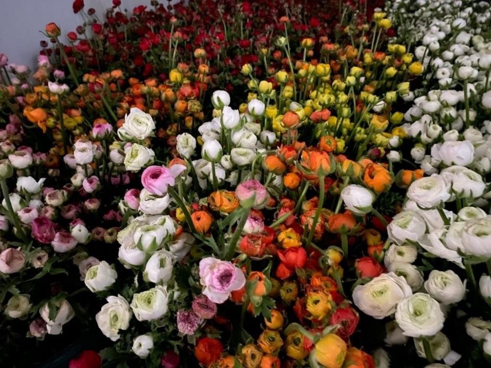 Tarım Antalya'yı ihracatta sırtladı: Yaş meyve sebzede yüzde 17,7 artış