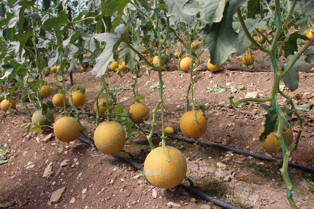 Tarım Antalya'yı ihracatta sırtladı: Yaş meyve sebzede yüzde 17,7 artış