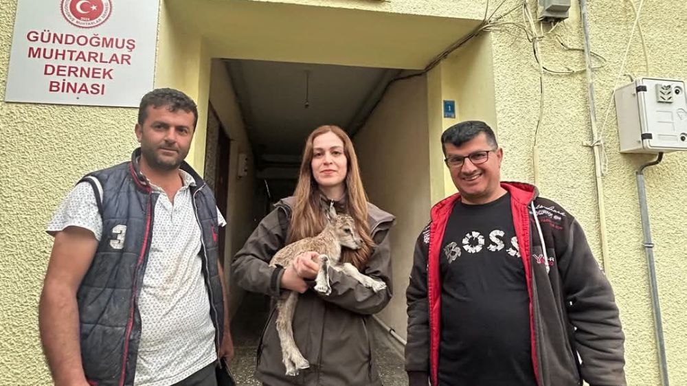 Yolda bulduğu yaban keçisi yavrusunu Doğa Koruma ve Milli Parklara teslim etti