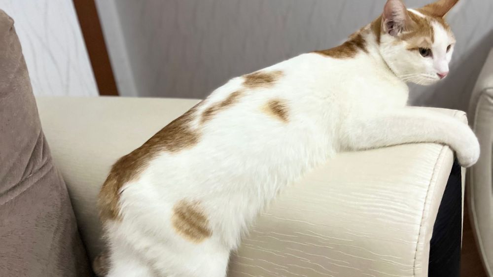 Acılı anne, kızından geriye kalan kedilere kavuştu