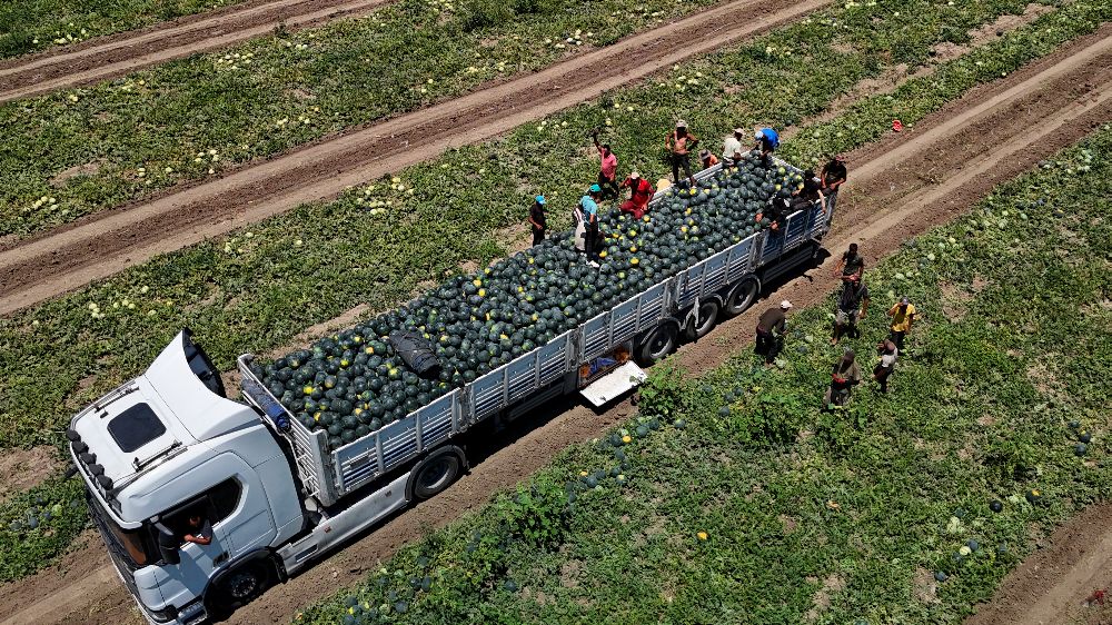 Adana'da karpuzun tarlada kilogram fiyatı 2,5 liraya kadar geriledi