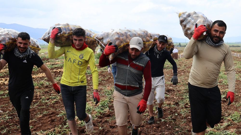 Adana’da Patates Taşıyan İşçilerin Aylık Geliri Dudak Uçuklatıyor 