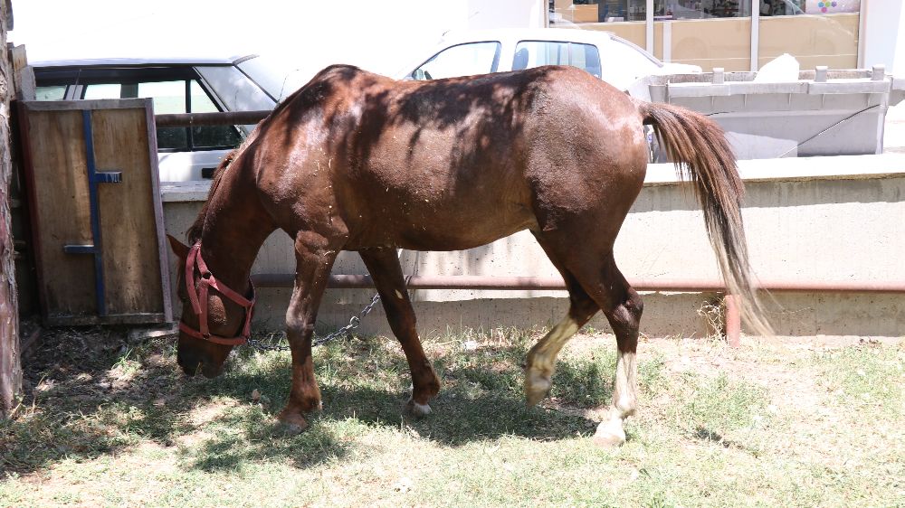 Ahırdan kaçan at ekiplere zor anlar yaşattı