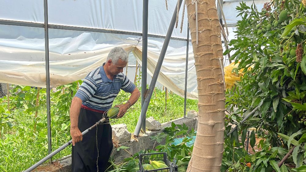 Alanya'da papaya hasadı başladı, kilosu 100 liraya kadar alıcı buluyor