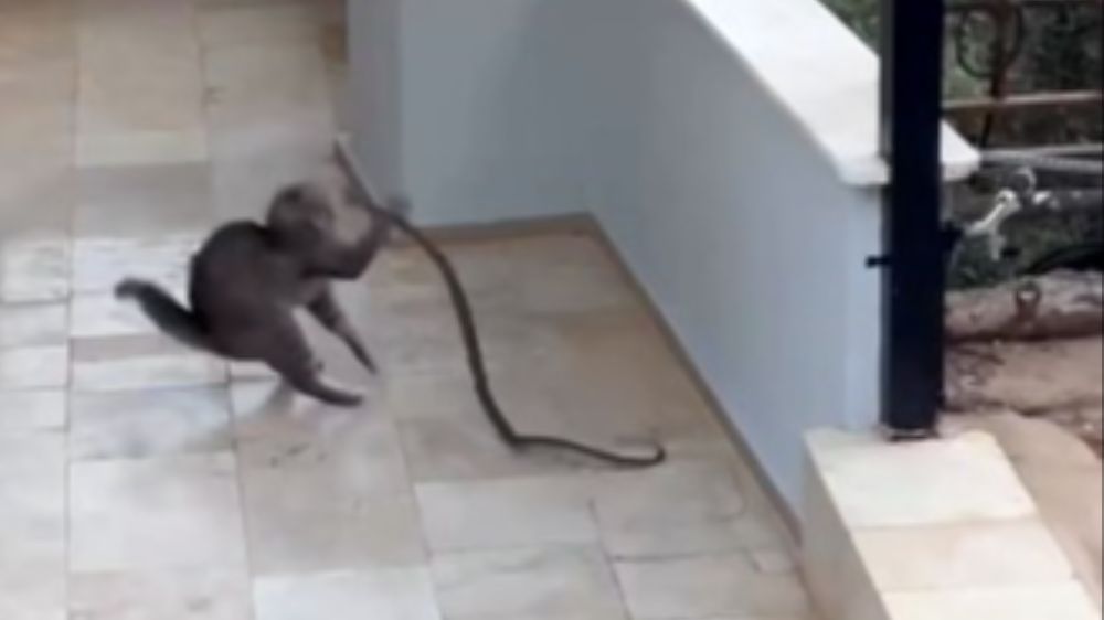 Alanya'da yılana kafa tutan kedi