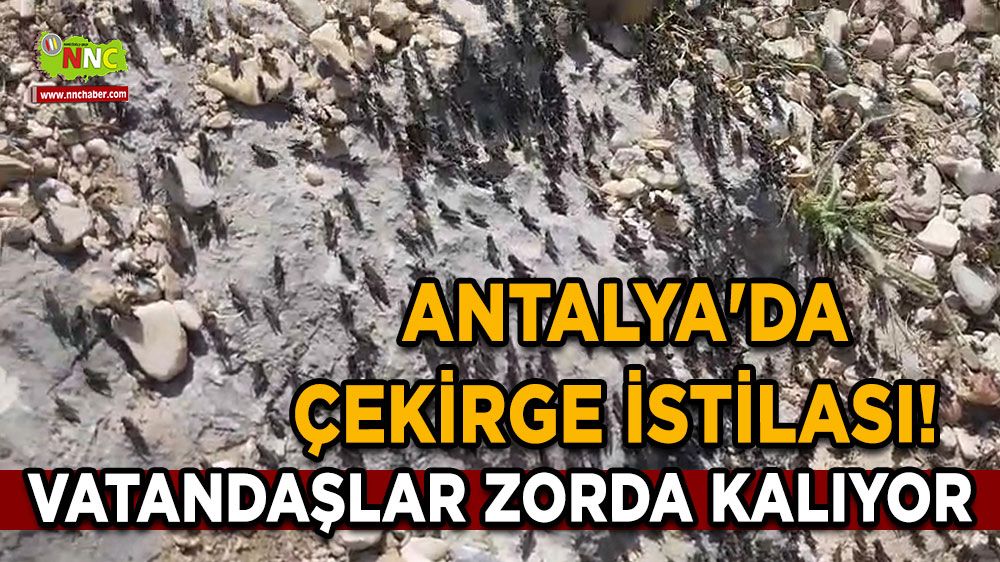Antalya'da çekirge istilası! Vatandaşlar zorda kalıyor