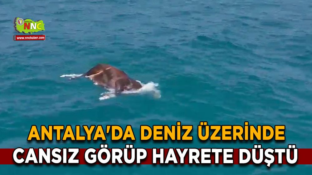 Antalya'da deniz üzerinde cansız görüp hayrete düştü