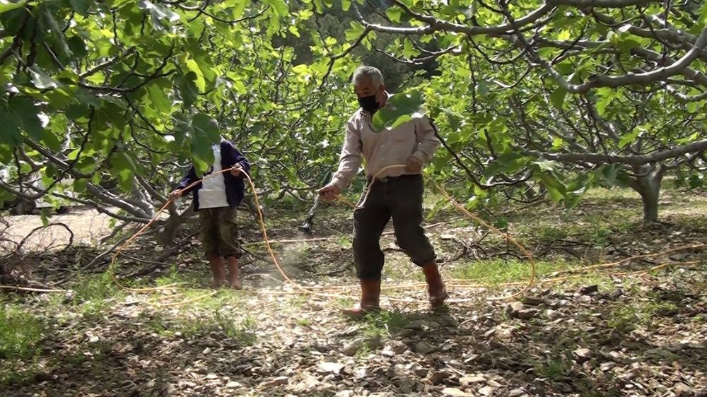 Antalya'da incir bahçelerinde yeni sezon hazırlıkları