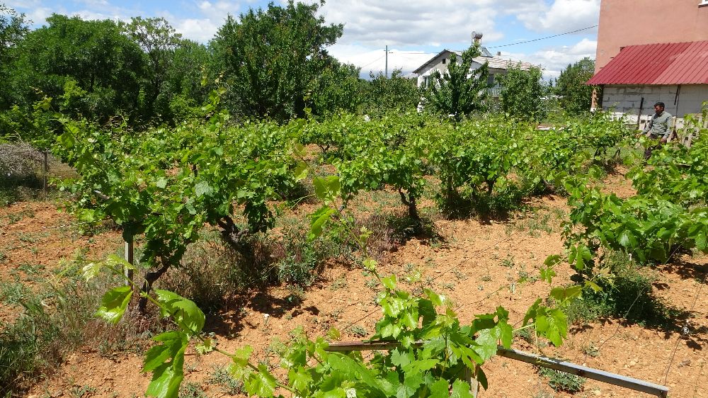 Arapgir’de bağlardan üzüm değil, yaprak toplanıyor