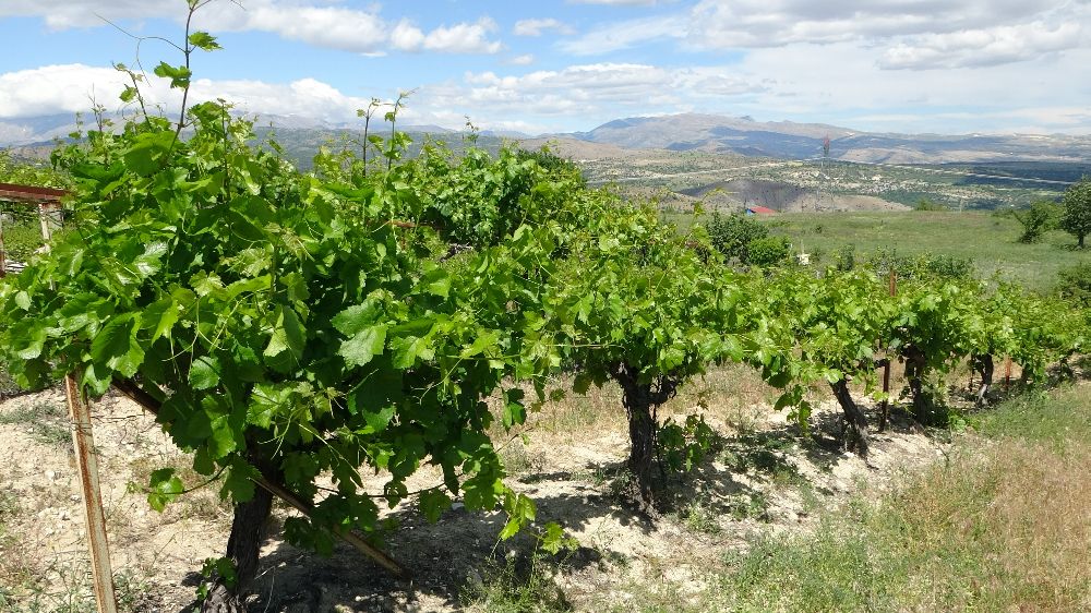 Arapgir’de bağlardan üzüm değil, yaprak toplanıyor