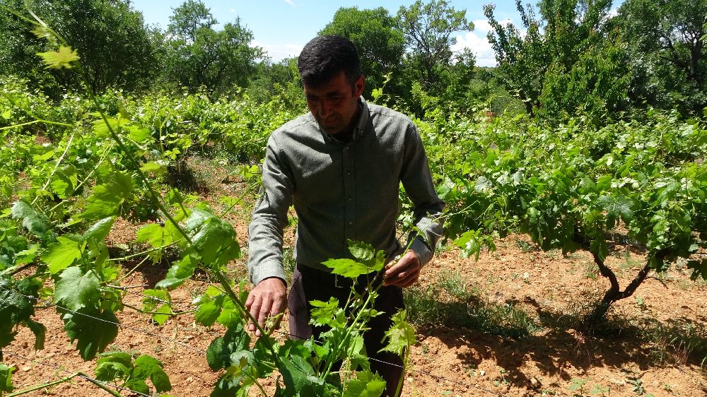 Arapgir’de bağlardan üzüm değil, yaprak toplanıyor