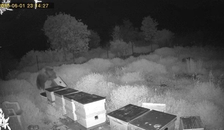 Ayının kovanlara saldırdığı anlar kamerada