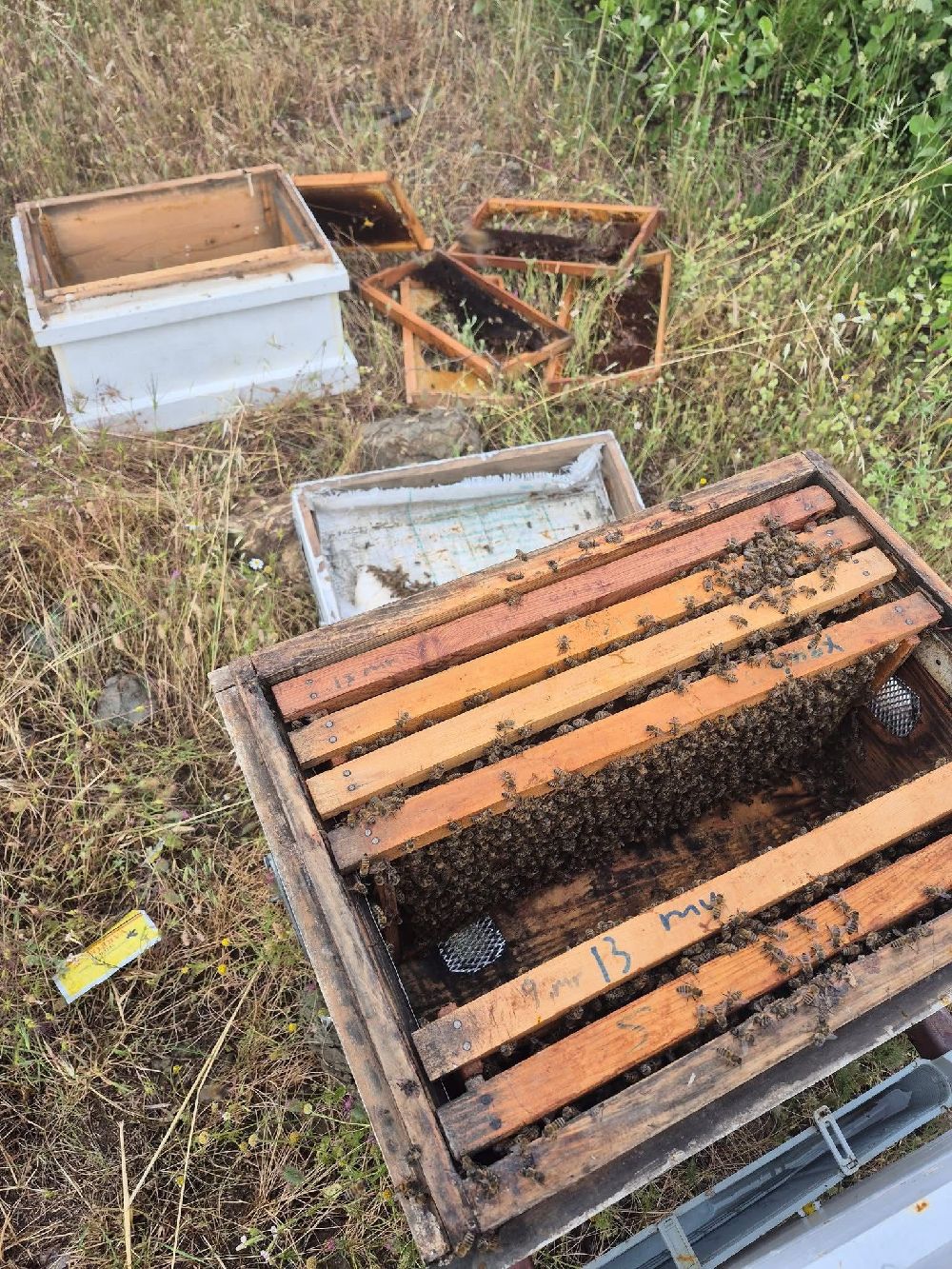 Ayının kovanlara saldırdığı anlar kamerada