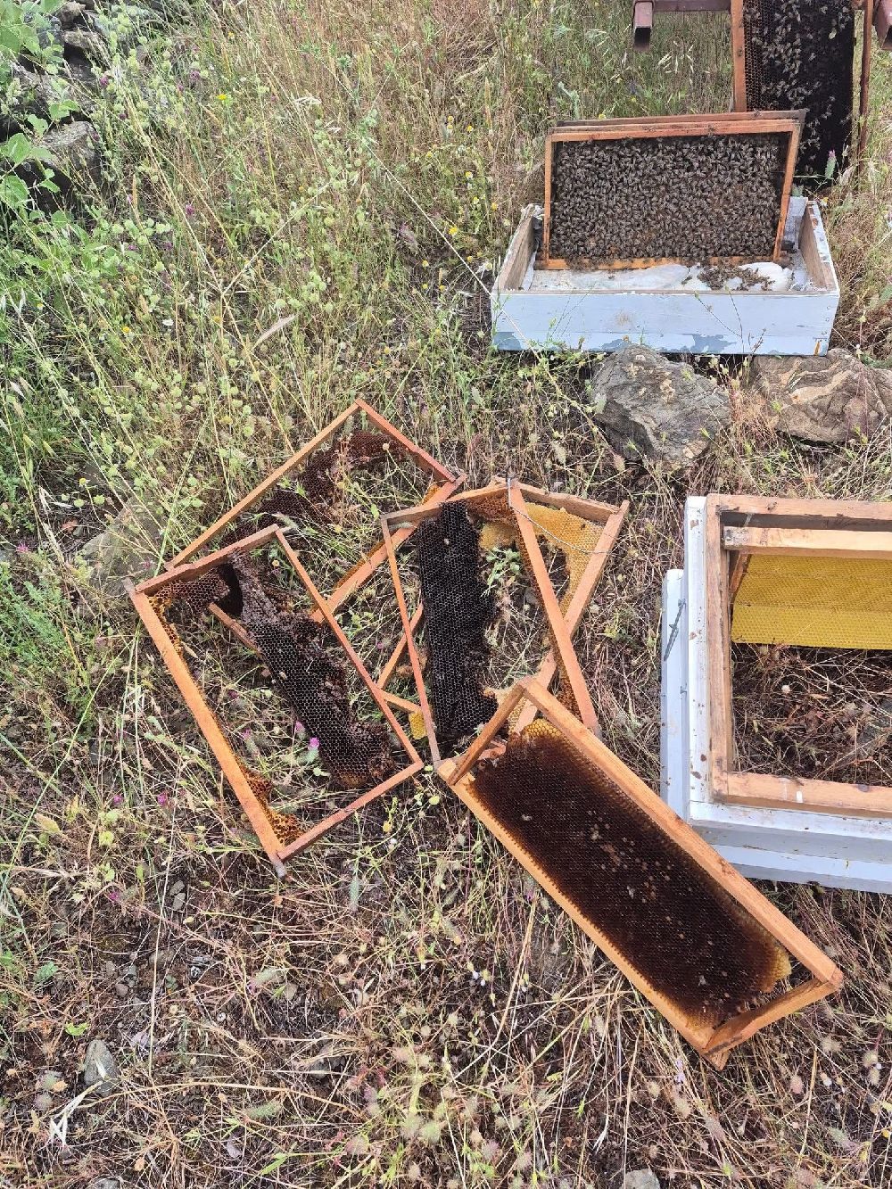 Ayının kovanlara saldırdığı anlar kamerada