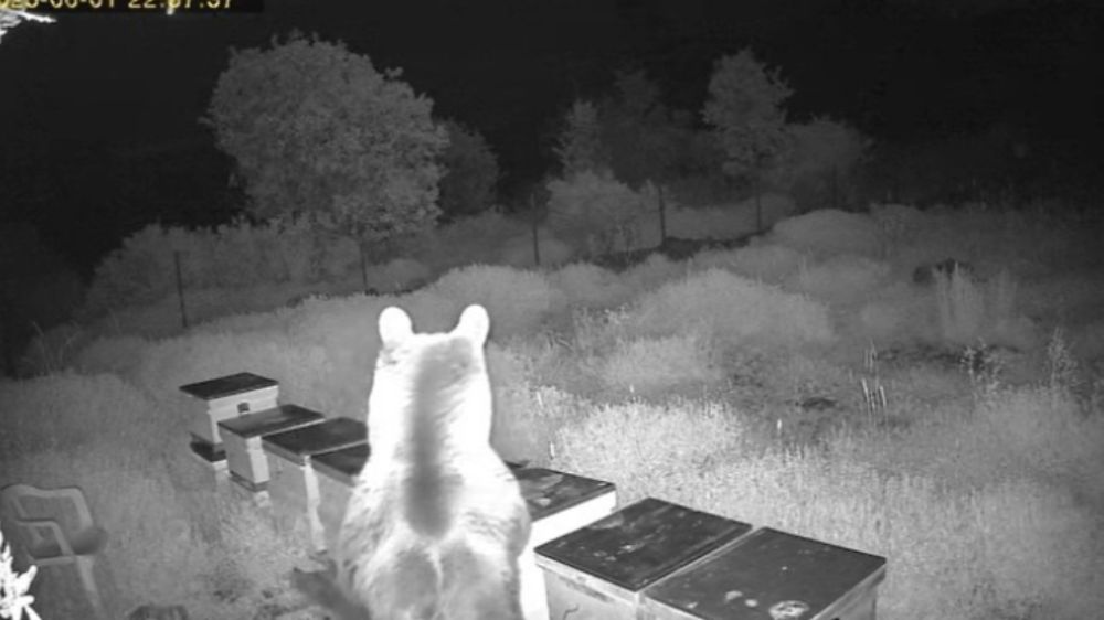 Ayının kovanlara saldırdığı anlar kamerada