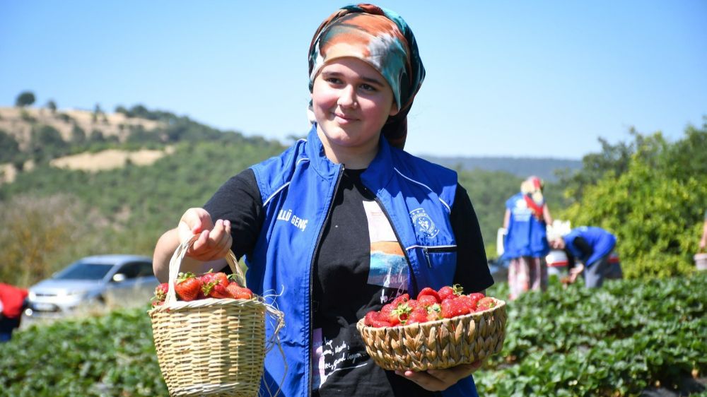  Balıkesirli gençlerden 'Gönüllü Hasat' etkinliği