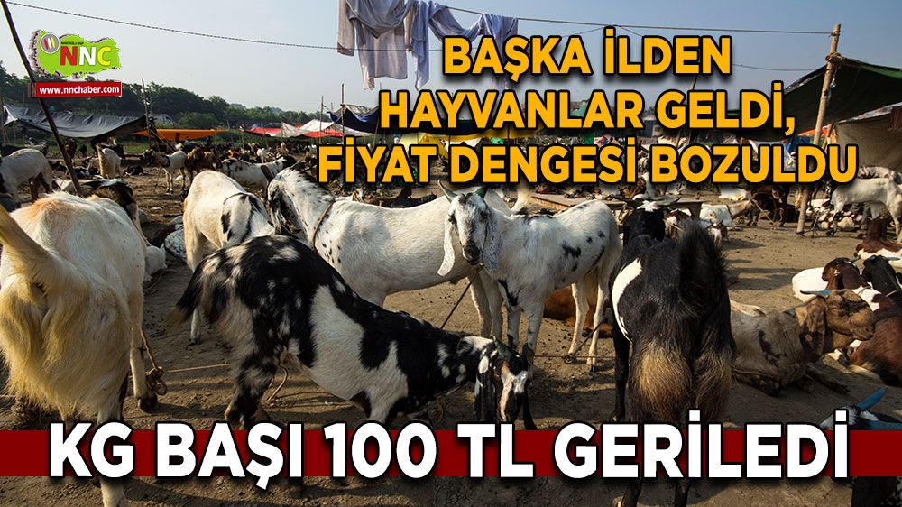 Başka ilden hayvanlar geldi, fiyat dengesi bozuldu Kg başı 100 TL geriledi