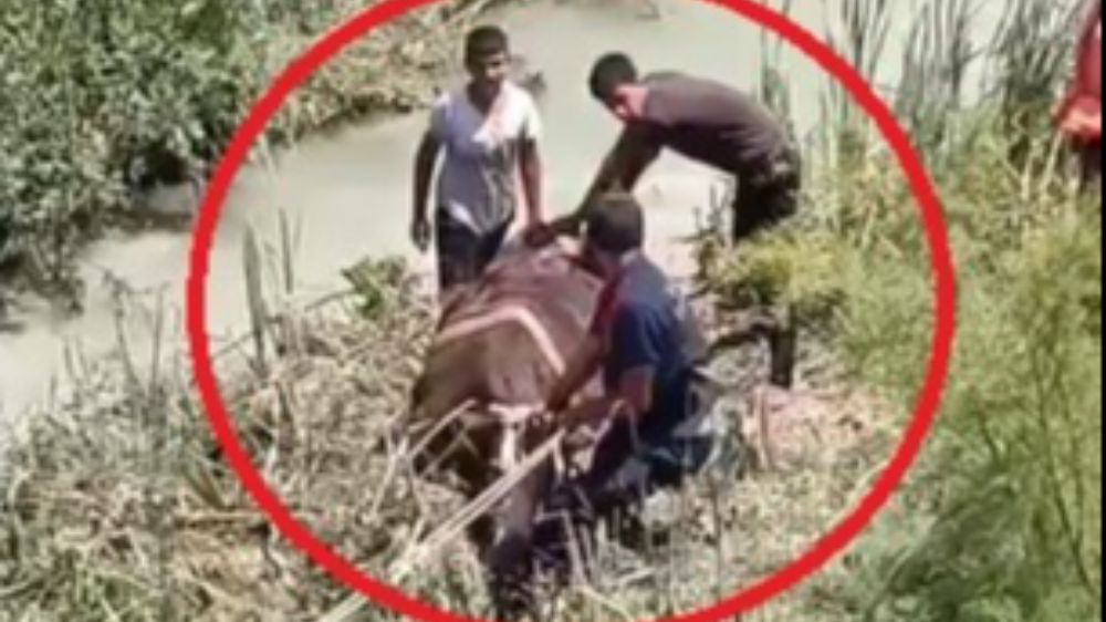 Bataklığa saplanan 3 büyükbaşı itfaiye kurtardı