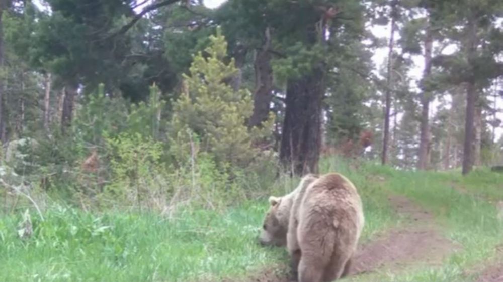 Bozayı ormanda ot yerken görüntülendi