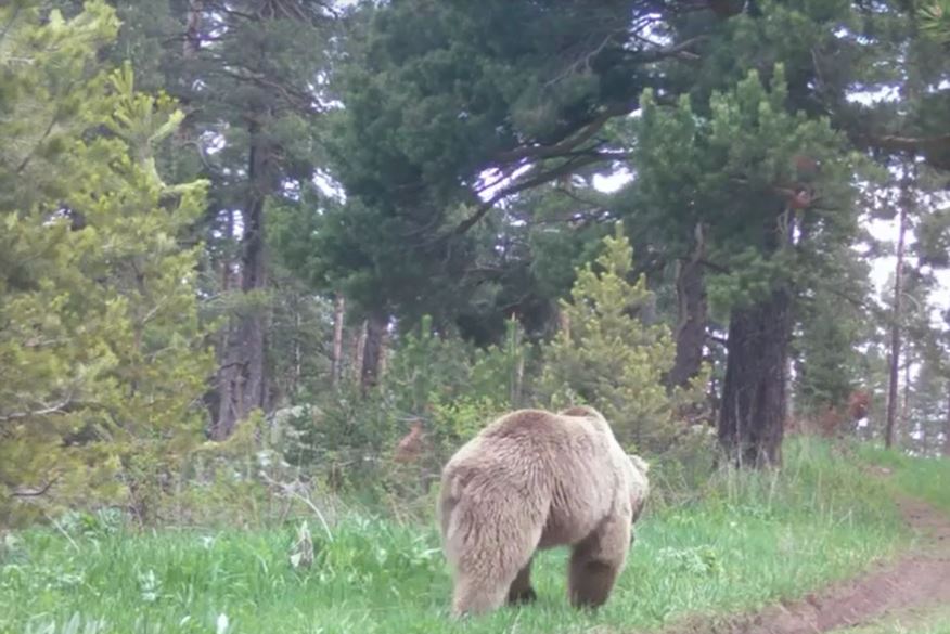 Bozayı ormanda ot yerken görüntülendi