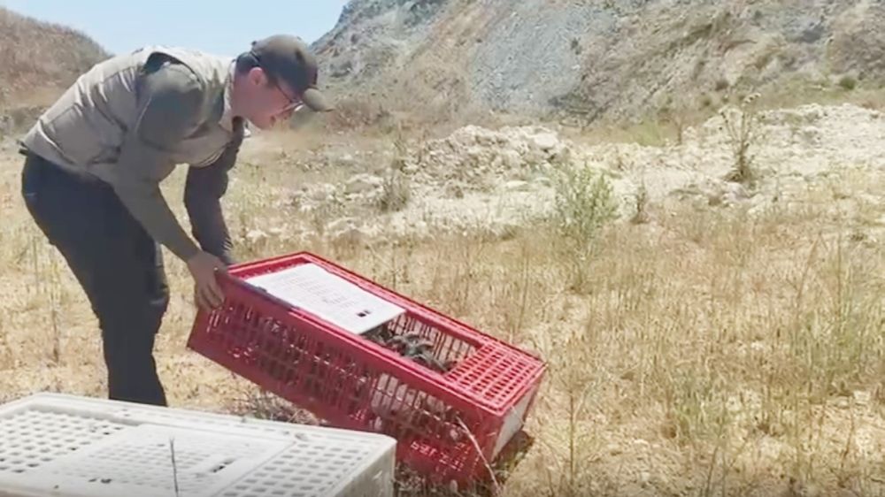  Bursa'da 100 keklik doğaya bırakıldı