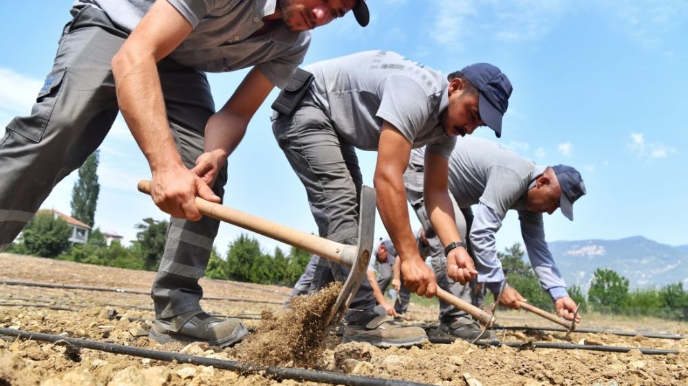 Çandır fasulyesi toprakla buluştu