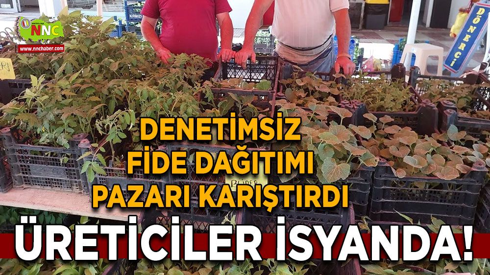 Denetimsiz fide dağıtımı pazarı karıştırdı Üreticiler isyanda!