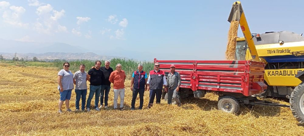 Denizli'de buğday hasadı başladı