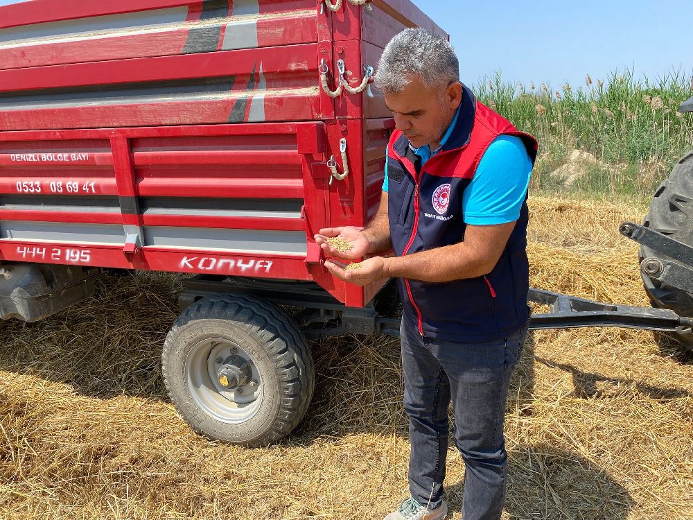 Denizli'de buğday hasadı başladı