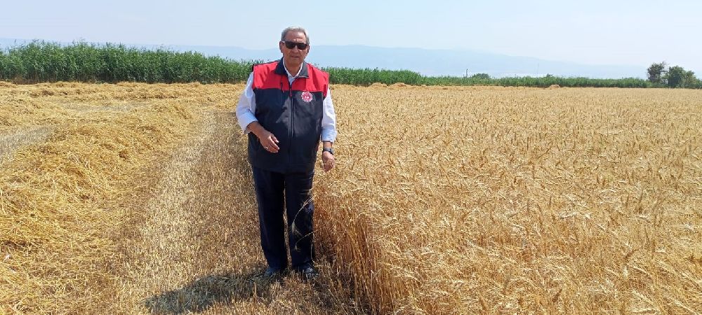 Denizli'de buğday hasadı başladı