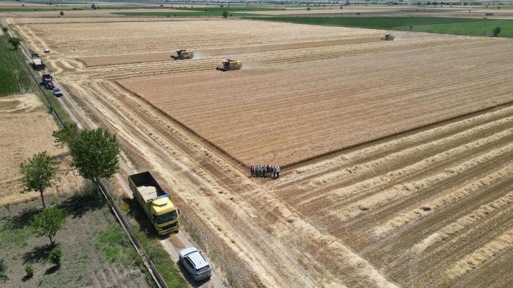 Denizli’de sarı altın hasadı havadan görüntülendi