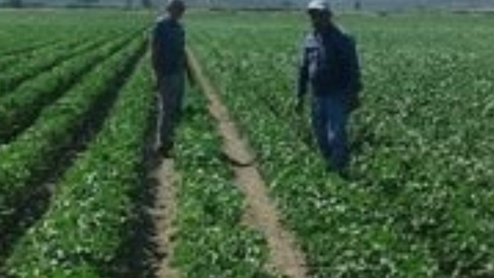 Didim’de pamuk zararlıları kontrol edildi