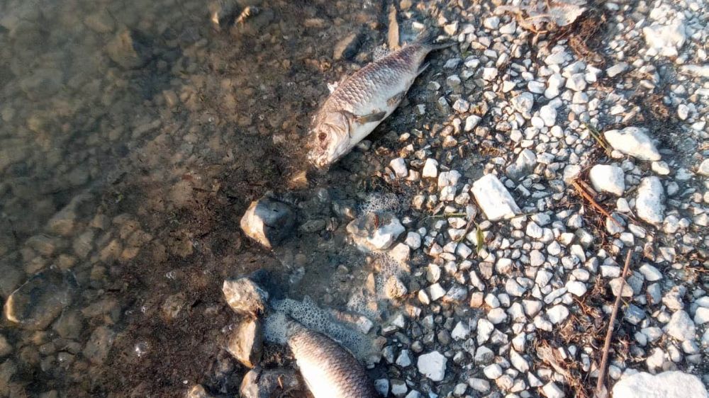 Eğirdir Gölü'nde yüzlerce sazan balığı ölü bulundu