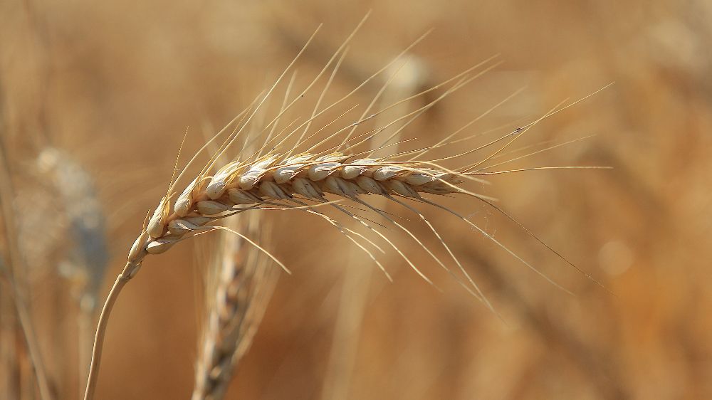 Ekmekçiler makarnacılara göre karlı bir hafta geçirdi