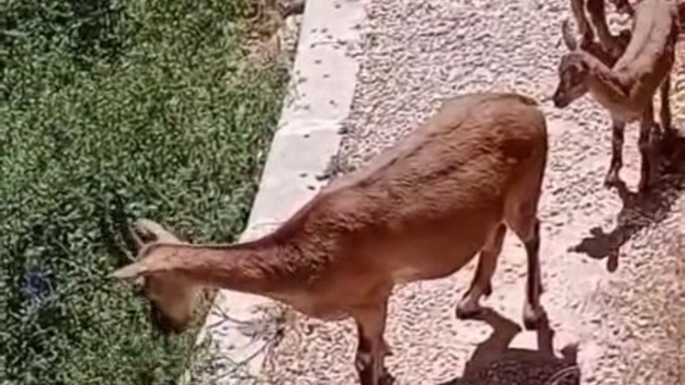 Elazığ'da anne ve yavru dağ keçileri yiyecek ararken görüntülendi