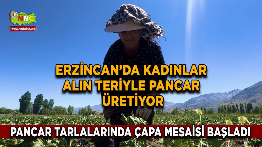 Erzincan’da kadın tarım işçileri güneşin altında alın teriyle pancar üretiyor