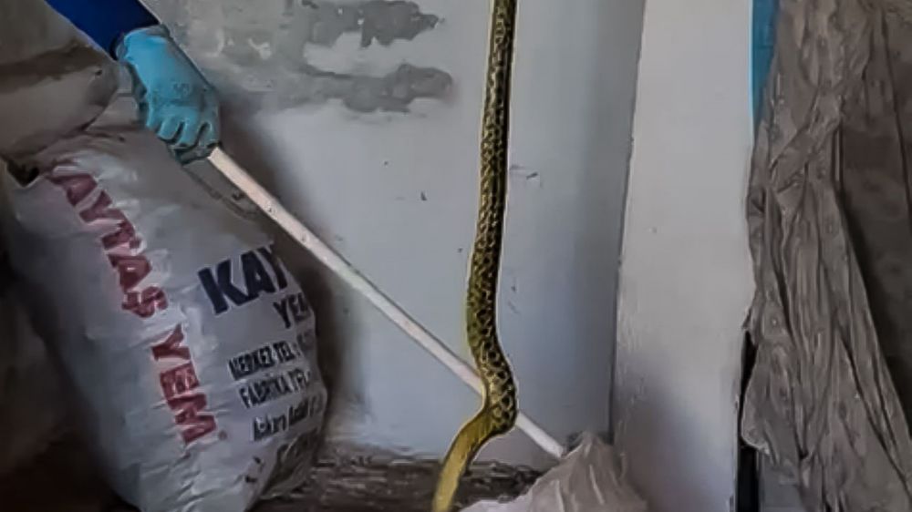 Evinde kakaladığı 2 metrelik yılanı zarar vereden alıp doğaya bıraktı