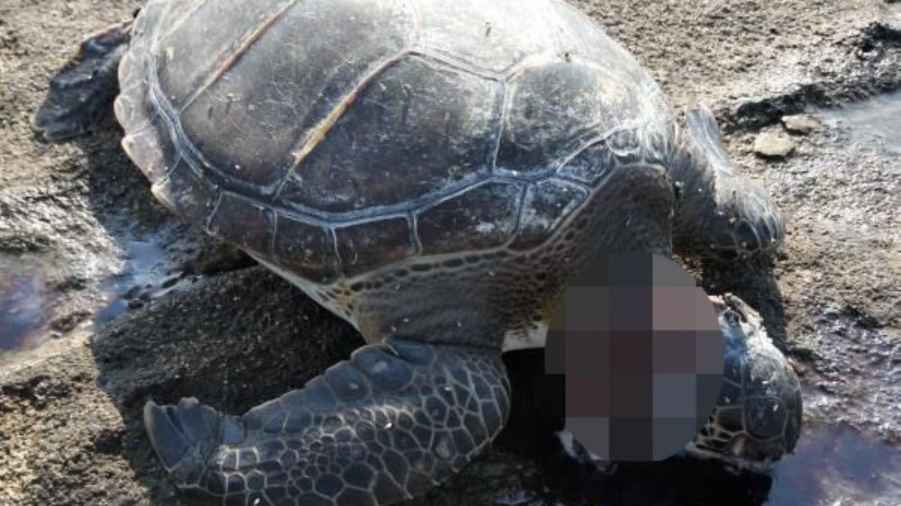 Gazipaşa'da caretta başı kesilmiş halde bulundu