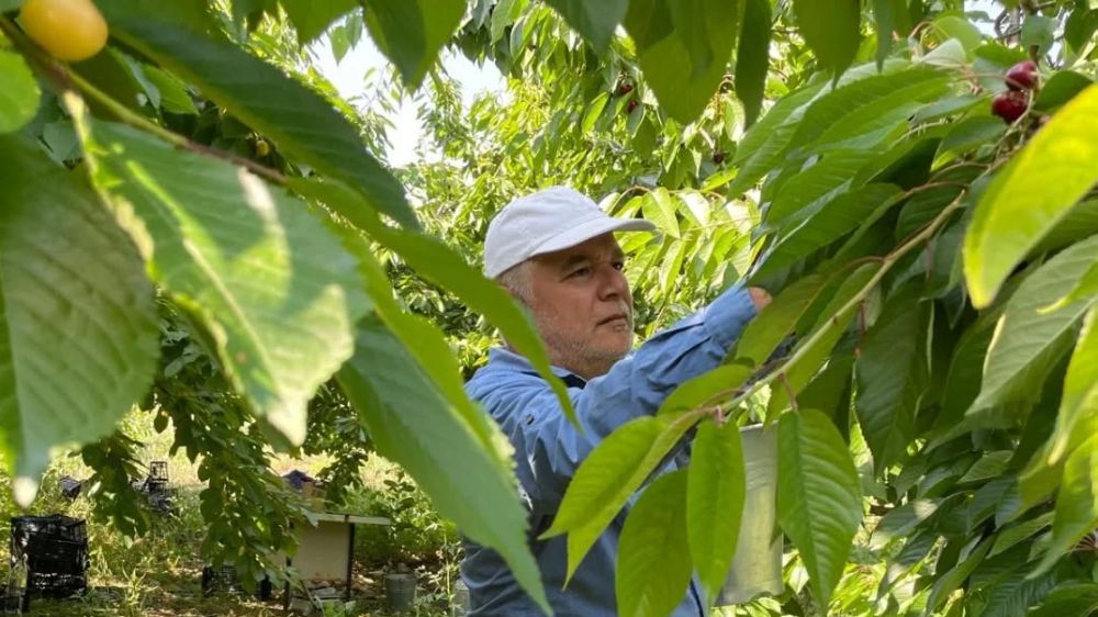 Gödene Kirazında Hasat Başladı Rekolte Düşse de Lezzet Aynı!