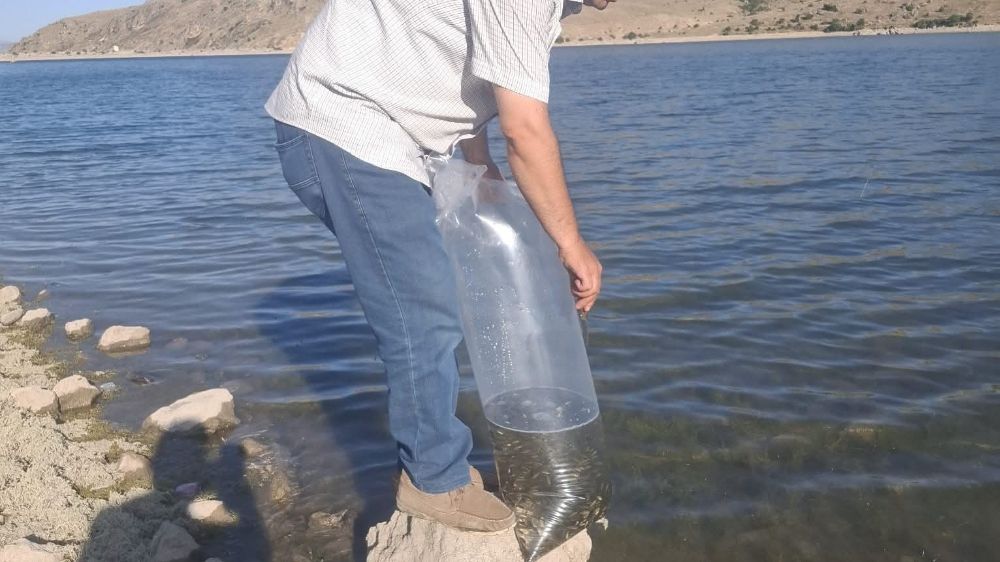 Göletlere 85 bin yavru sazan balığı bırakıldı