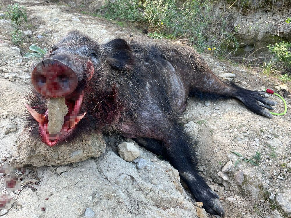 Gündoğmuş’ta domuz sürek avı düzenlendi