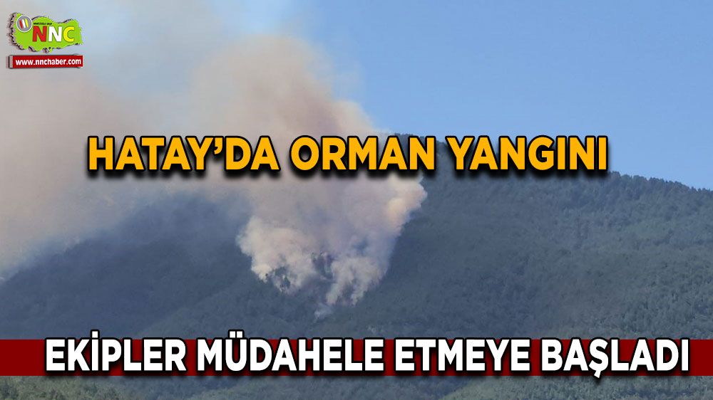 Hatay’da orman yangını