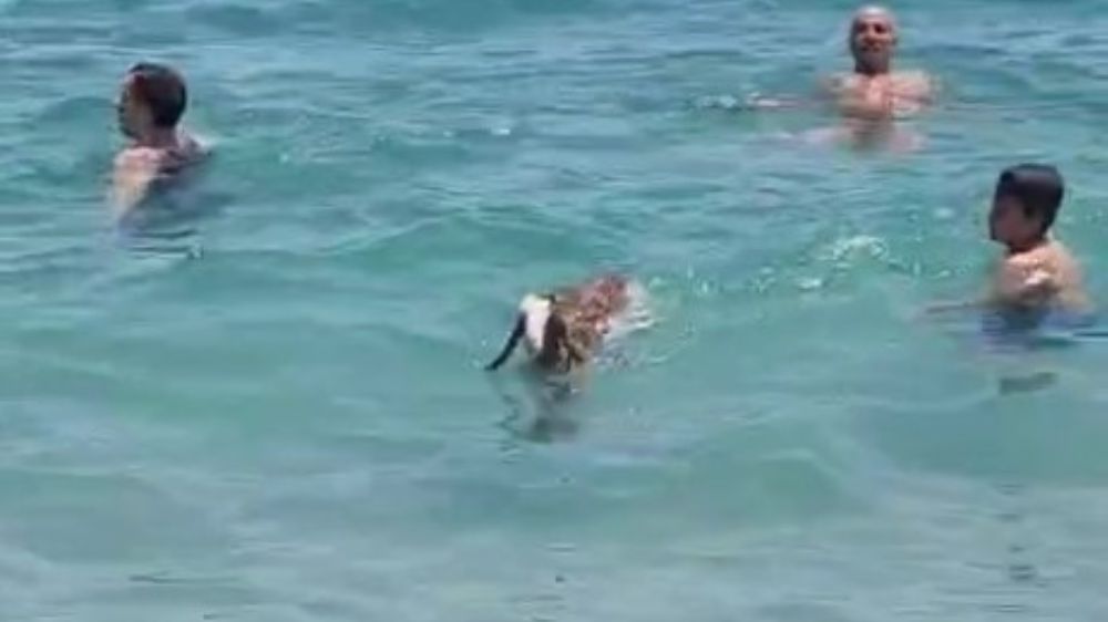 Hemcinsleri bıçak altına yatarken o deniz keyfi yaptı