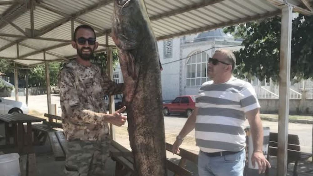 İpsala'da ağlara 80 kilo ağırlığında yayın balığı takıldı
